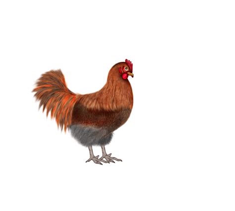 Manok GIF .